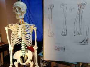 Курс пластической анатомии для художников